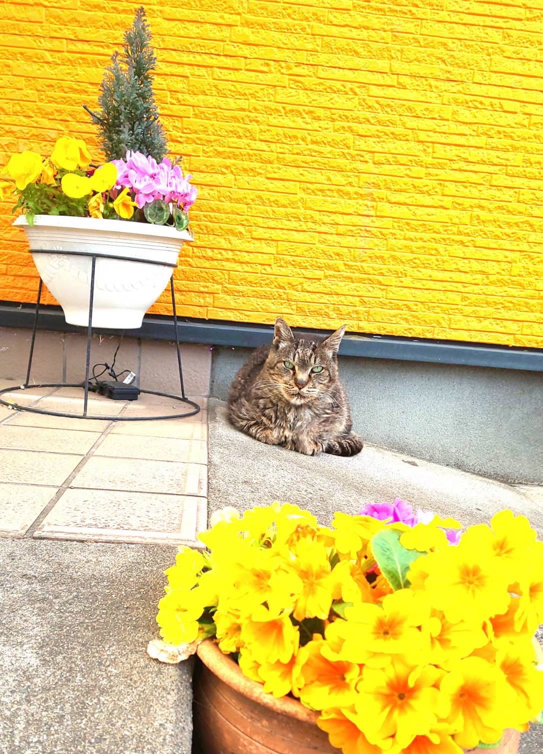 2月23日(木)　天皇誕生日　午前中診療します